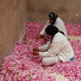 L'AOFEP participe à la 56ème édition du Festival des Roses de Kelâat M'Gouna au Maroc