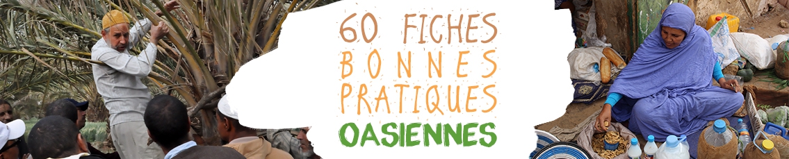 RADDO Accéder à la collection complète des 60 fiches bonnes pratiques oasiennes